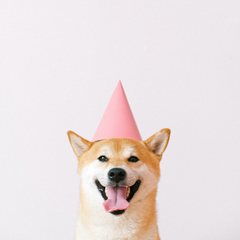 Pet Supplies